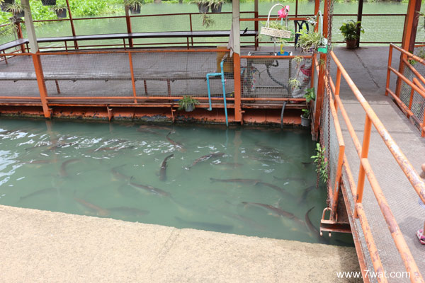 วัดไผ่ล้อม จังหวัดพระนครศรีอยุธยา วัดไผ่ล้อม จังหวัดพระนครศรีอยุธยา