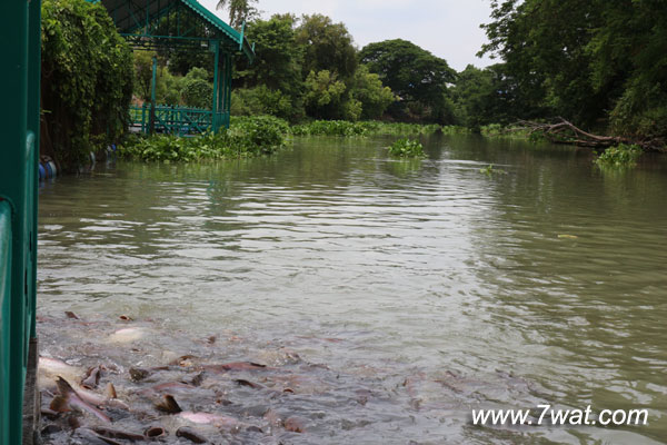 หลวงปู่ทิมวัดพระขาว