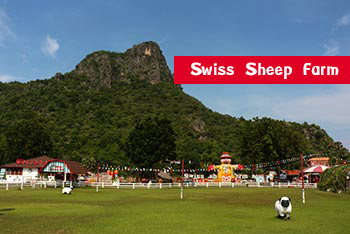 เที่ยวชะอำ Swiss sheep farm