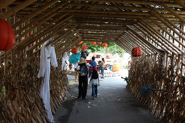 ทางเข้า Swiss sheep farm