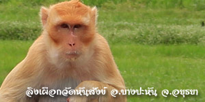 ลิงวัดหันสังข์ อยุธยา